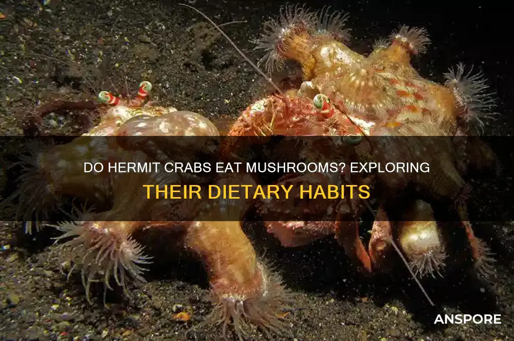 do hermit crabs eat mushrooms