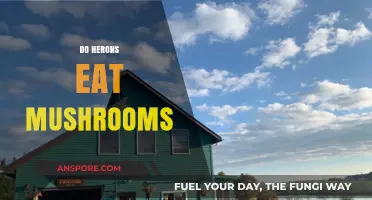 Do Herons Eat Mushrooms? Unraveling the Truth About Their Diet