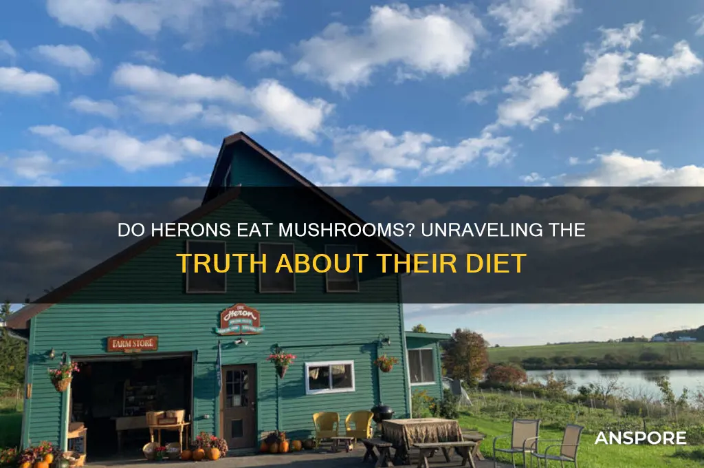 do herons eat mushrooms