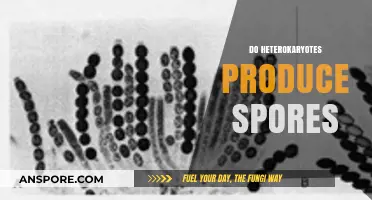 Heterokaryotes and Spore Production: Unraveling Their Reproductive Mechanisms