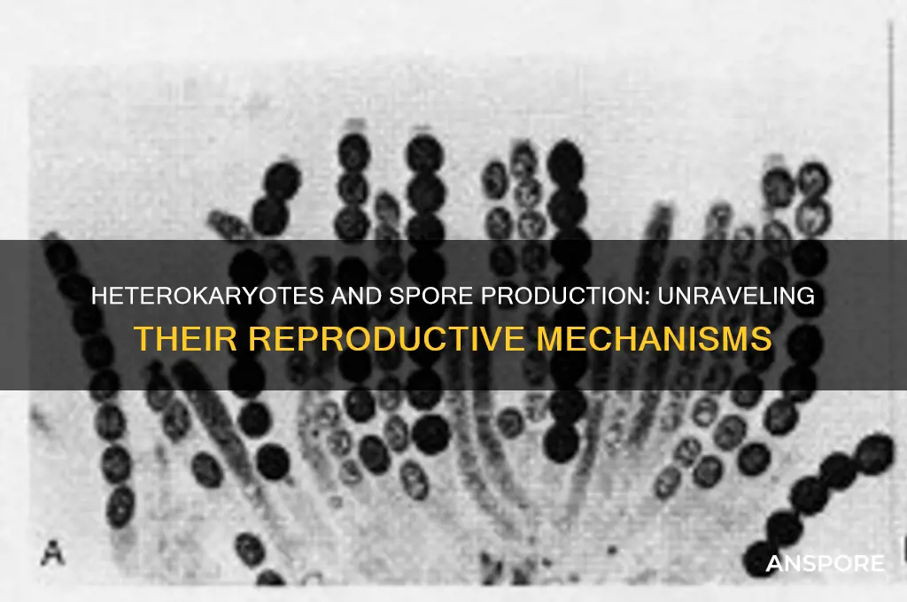 do heterokaryotes produce spores