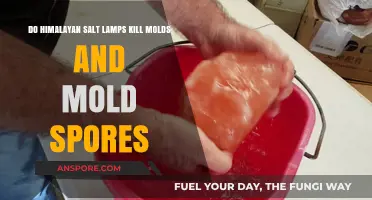 Himalayan Salt Lamps: Effective Mold and Spore Killers or Myth?
