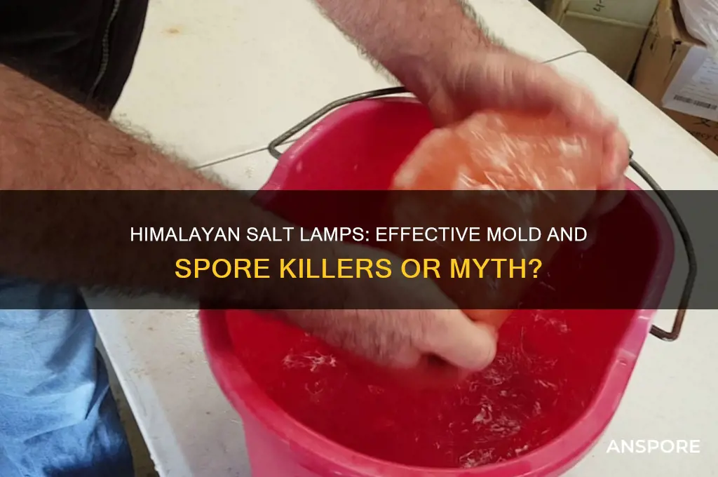 do himalayan salt lamps kill molds and mold spores