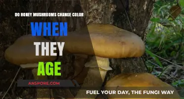 Honey Mushrooms: Aging and Color Transformation Explained