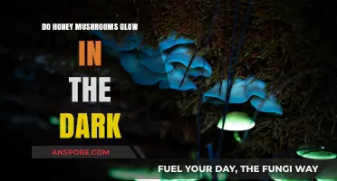 Do Honey Mushrooms Glow? Unveiling the Bioluminescent Mystery