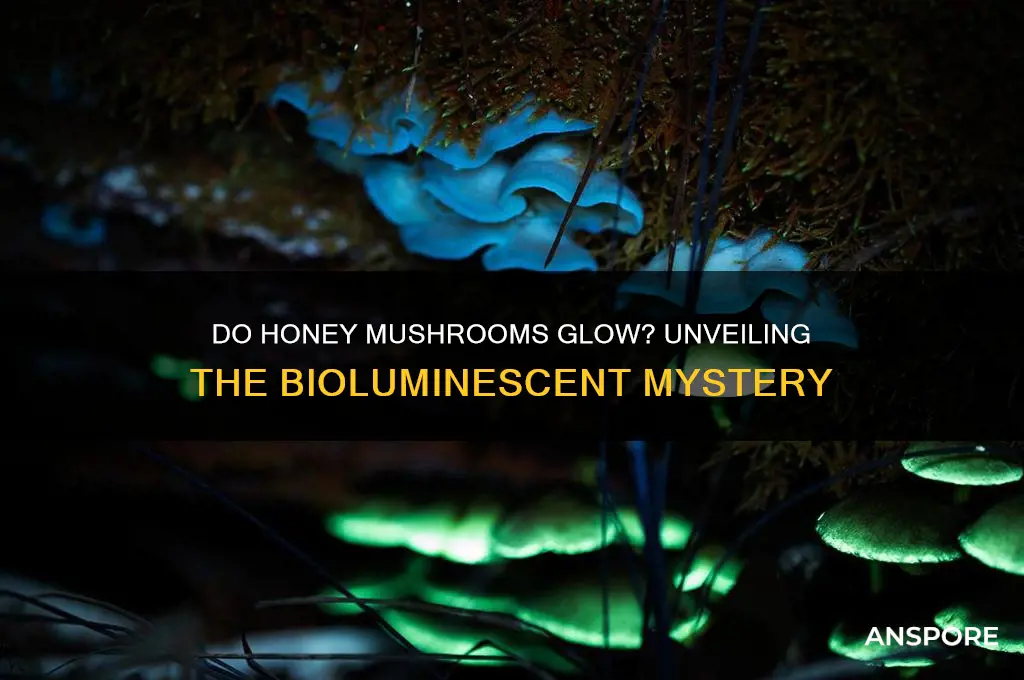 do honey mushrooms glow in the dark