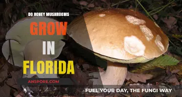 Honey Mushrooms in Florida: Habitat, Growth, and Identification Guide