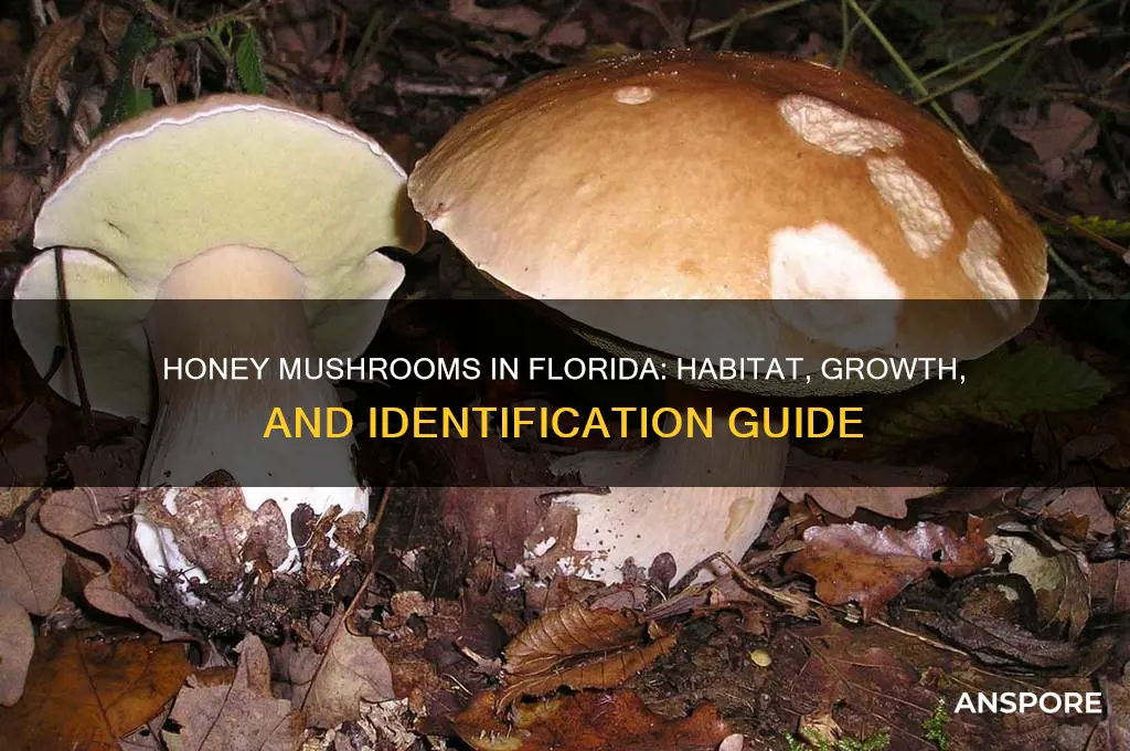 do honey mushrooms grow in florida