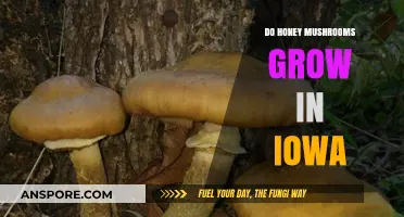 Honey Mushrooms in Iowa: Where and When They Thrive