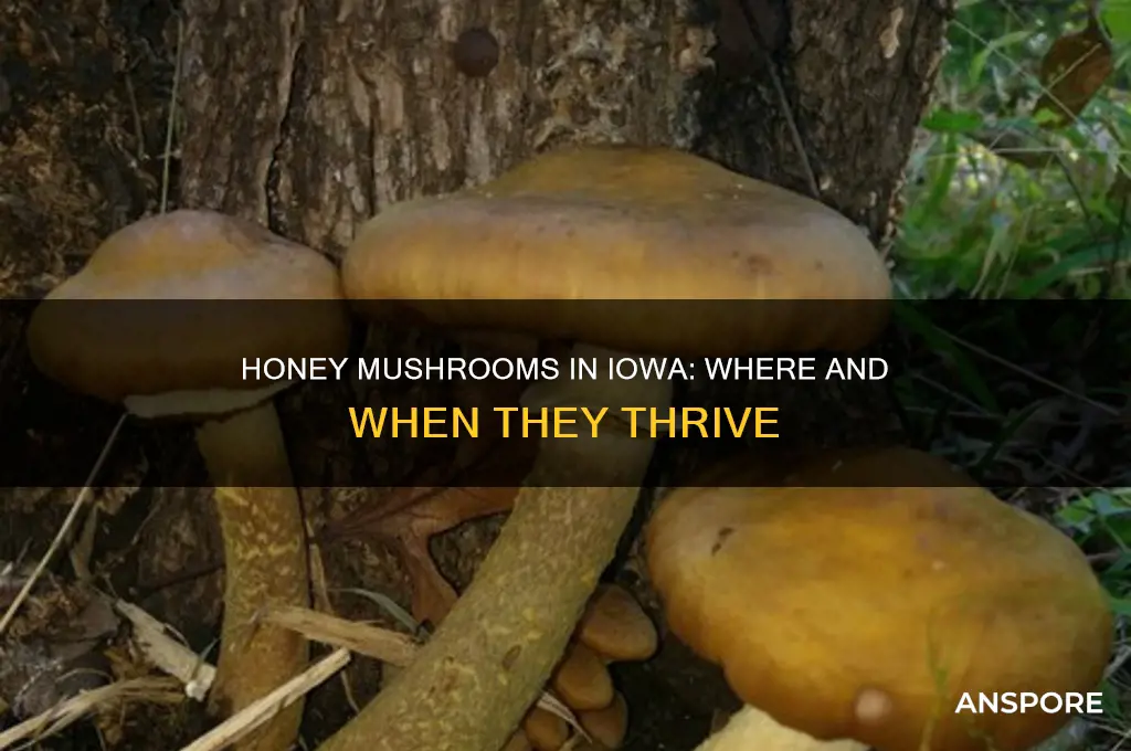 do honey mushrooms grow in iowa