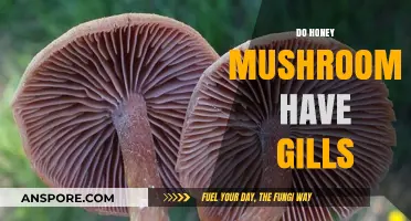 Honey Mushrooms: Gills or Not?