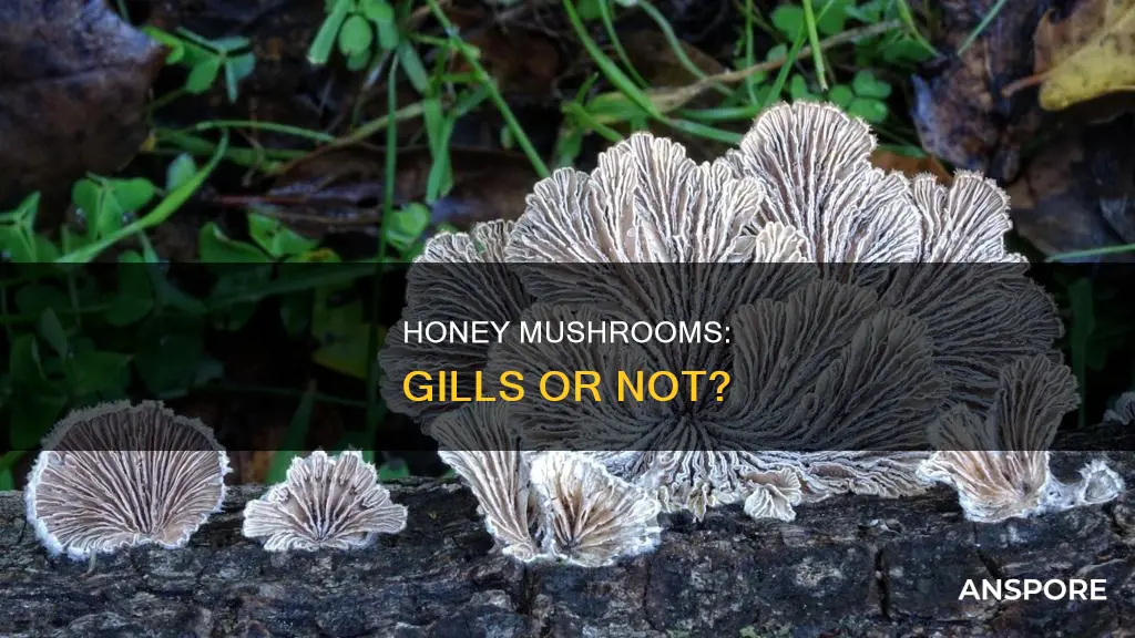 do honey mushrooms have gills