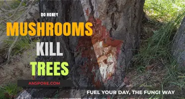 Honey Mushrooms: Silent Killers of Trees?