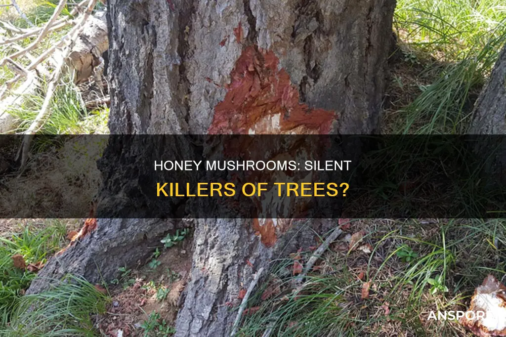 do honey mushrooms kill trees