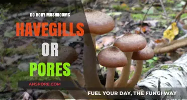 Honey Mushrooms: Gills or Pores? Unraveling Their Unique Structure