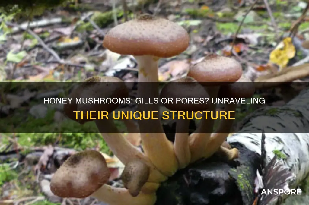 do hony mushrooms havegills or pores