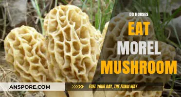 Can Horses Safely Eat Morel Mushrooms? A Complete Guide