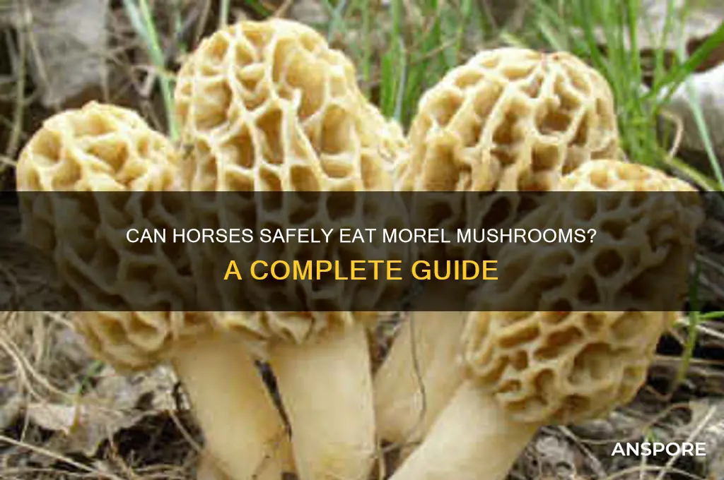 do horses eat morel mushrooms
