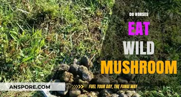Do Horses Eat Wild Mushrooms? Risks, Safety, and Facts