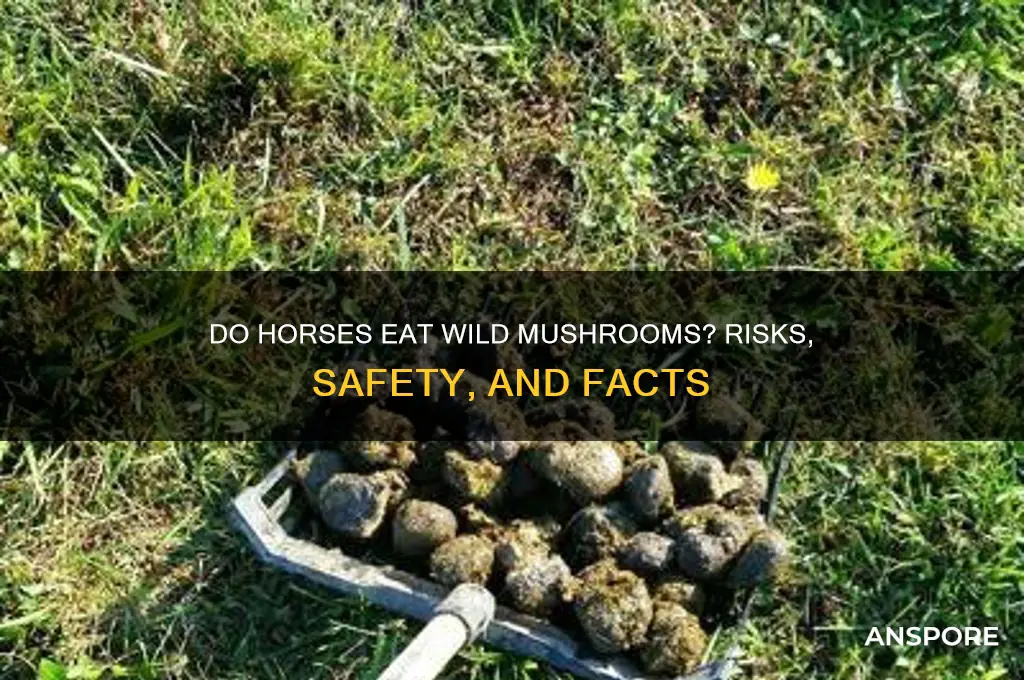 do horses eat wild mushrooms