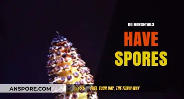 Do Horsetails Have Spores? Unveiling Their Ancient Reproductive Secrets