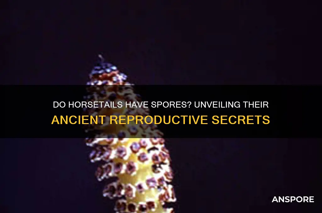 do horsetails have spores