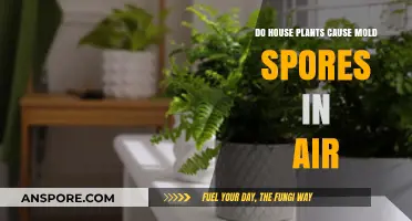 House Plants and Mold: Uncovering the Truth About Airborne Spores