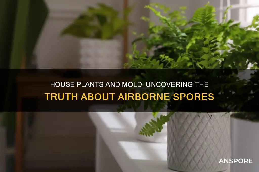 do house plants cause mold spores in air