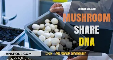 Unveiling the Surprising Genetic Link Between Humans and Mushrooms