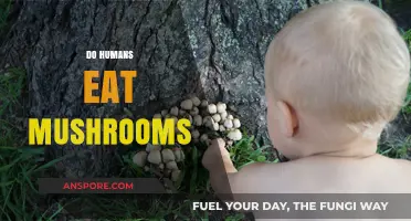 Exploring the Culinary World: Do Humans Eat Mushrooms and Why?