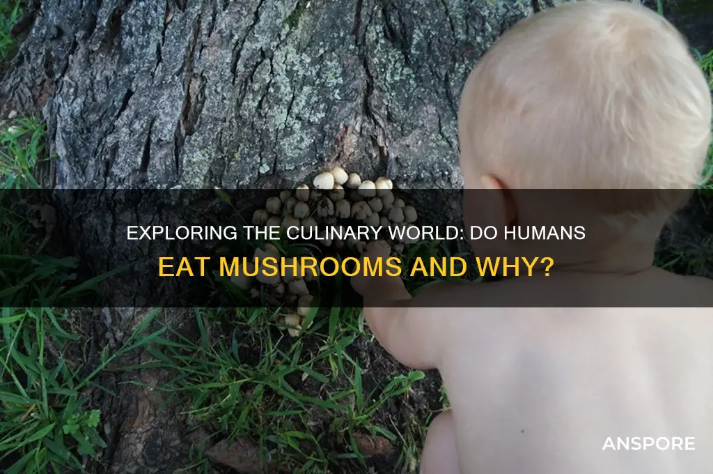do humans eat mushrooms