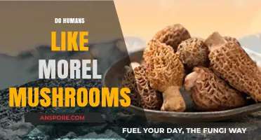 Why Morel Mushrooms Captivate Human Taste Buds and Curiosity