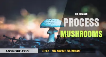 Mushroom Magic: How Humans Process Fungi