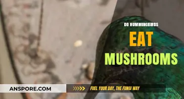 Do Hummingbirds Eat Mushrooms? Unraveling the Myth and Facts