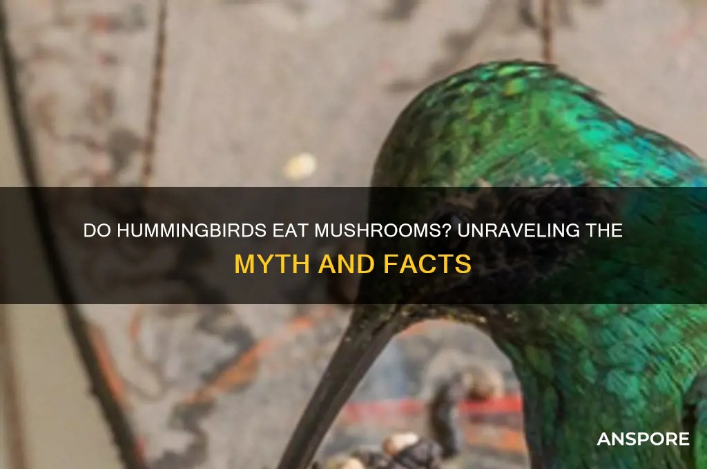do hummingbirds eat mushrooms