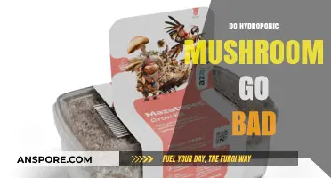 Do Hydroponic Mushrooms Spoil? Shelf Life and Storage Tips