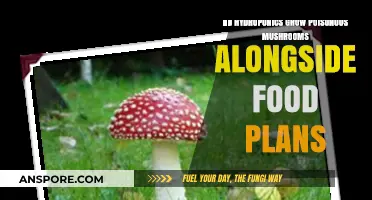 Hydroponics and Poisonous Mushrooms: Can They Coexist with Food Plants?