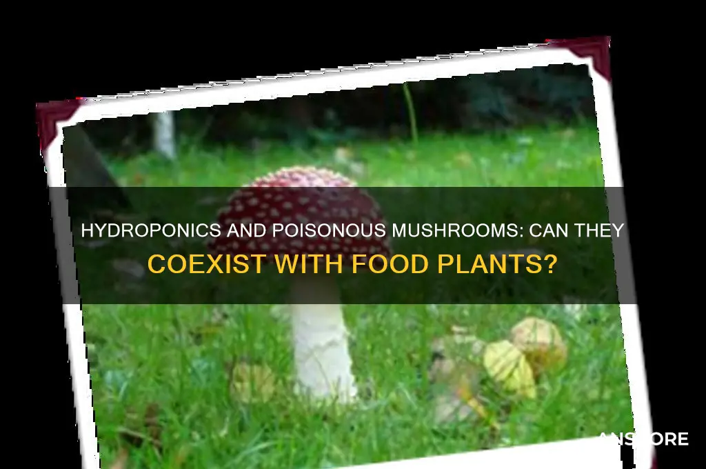 do hydroponics grow poisonous mushrooms alongside food plans