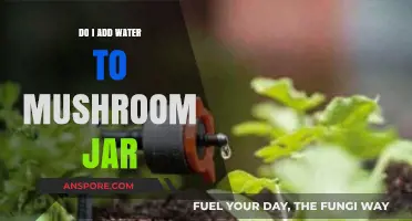 Should You Add Water to Your Mushroom Jar? A Quick Guide
