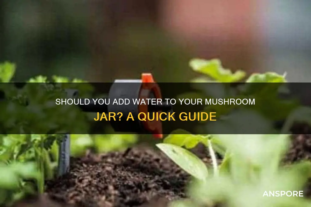 do i add water to mushroom jar