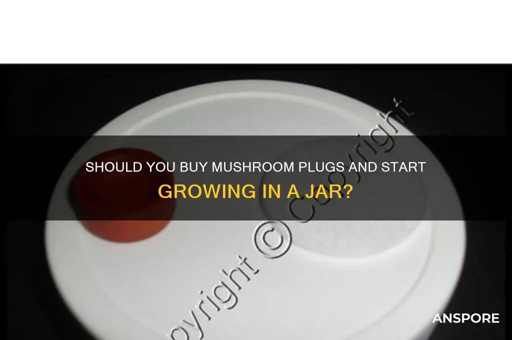 do i buy mushroom plugs and start in a jar