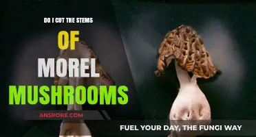 Should You Trim Morel Mushroom Stems? A Forager's Guide