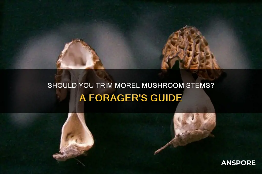 do i cut the stems of morel mushrooms
