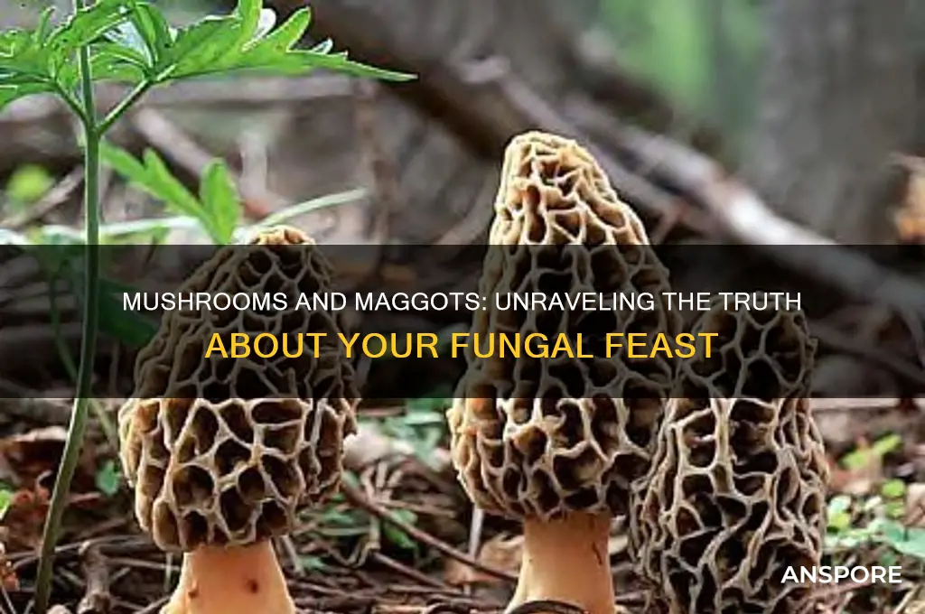 do i eat maggots when i eat mushrooms