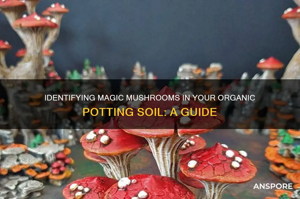 do i have magic mushrooms growing in organic potting soil