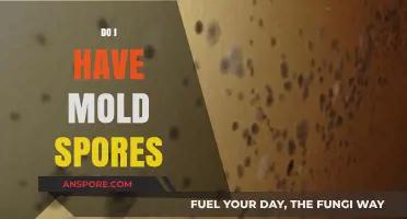 Identifying Mold Spores: Signs, Symptoms, and Testing Methods for Your Home