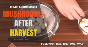 Should You Wash Harvested Mushrooms? Post-Harvest Cleaning Tips