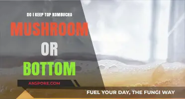 Top or Bottom: Which Kombucha Mushroom Layer Should You Keep?