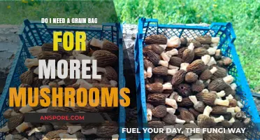 Grain Bags for Morel Mushrooms: Essential or Optional?