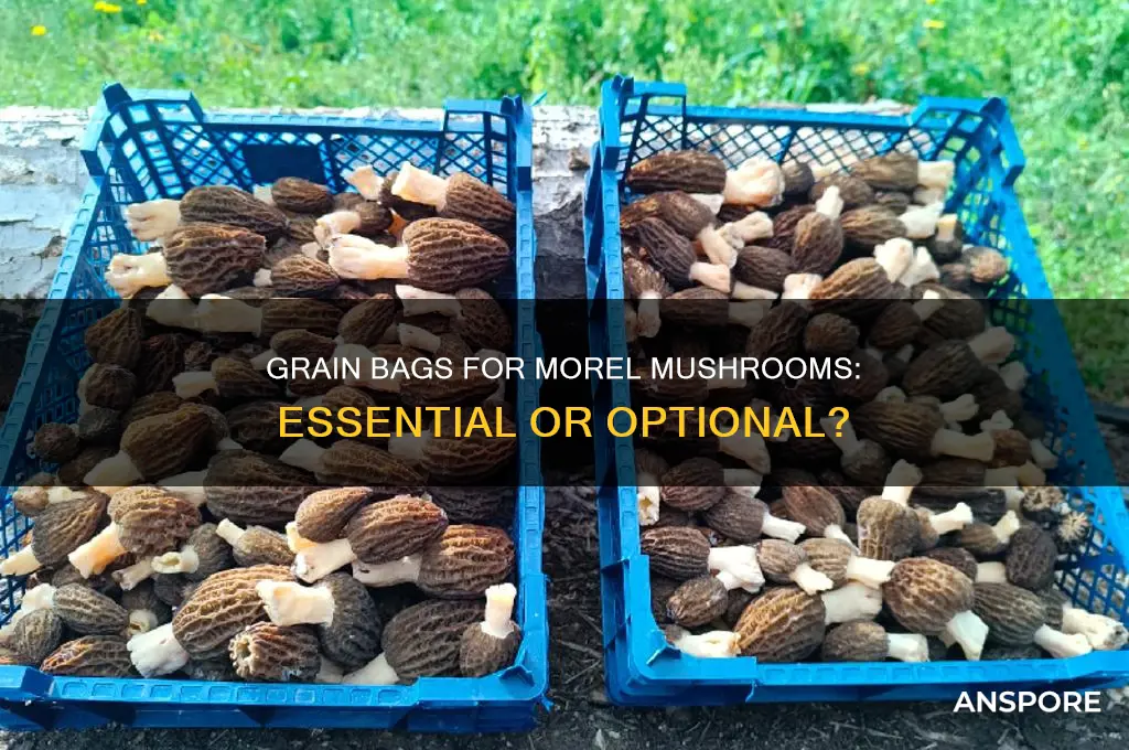 do i need a grain bag for morel mushrooms